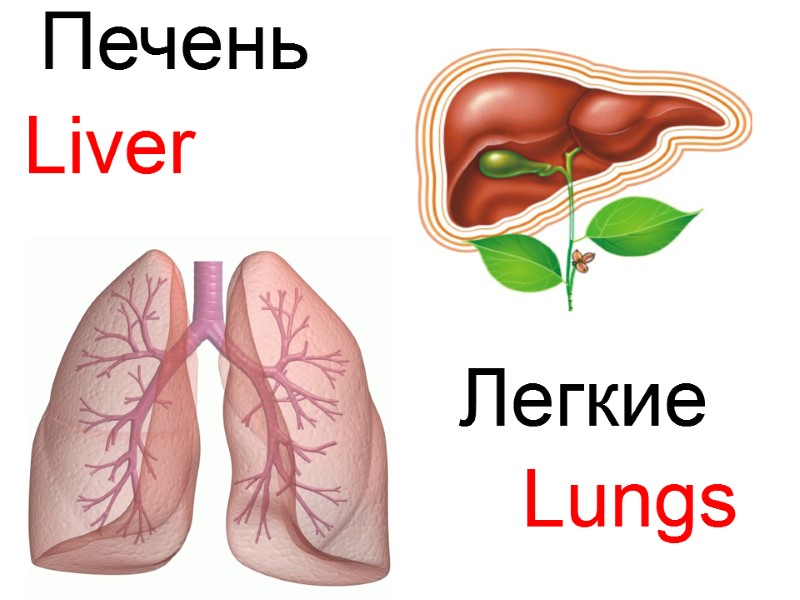 Liver Lungs Печень   Легкие